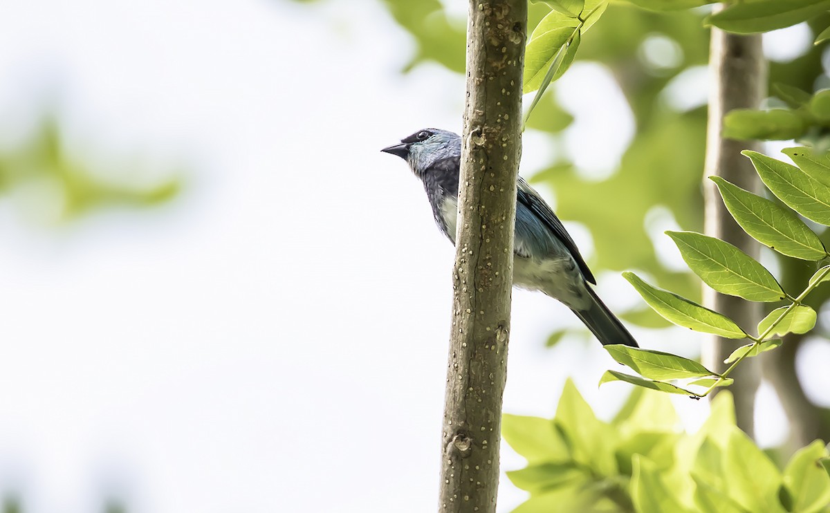 Masked Tanager - ML178680031