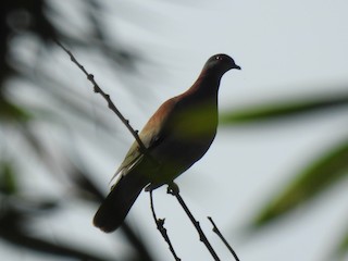 Pale-vented Pigeon, ML178681601