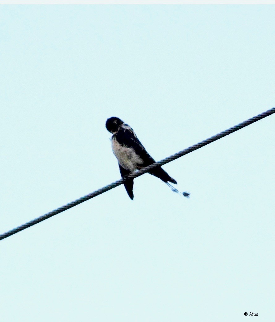 Barn Swallow - ML178681861