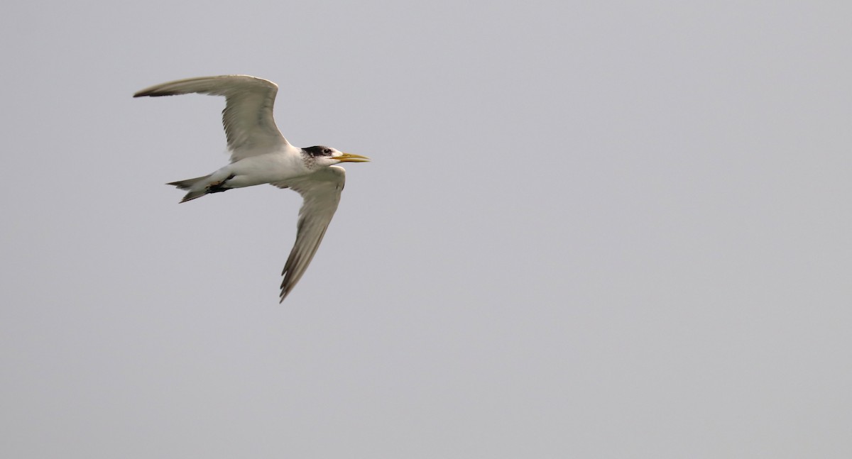 Great Crested Tern - ML178682161