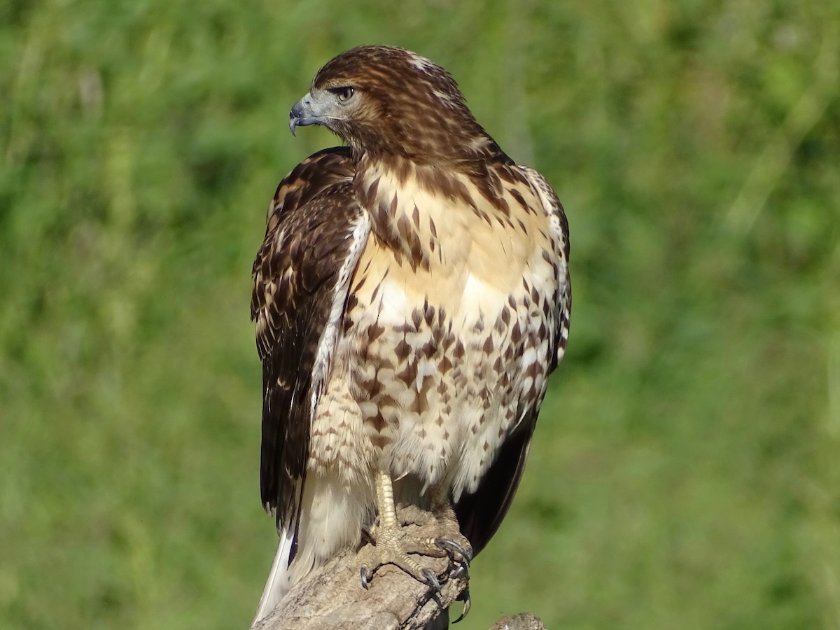 Red-tailed Hawk - Jeffrey Roth