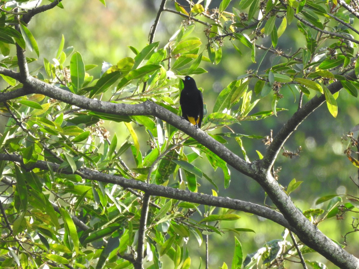Yellow-rumped Cacique - ML178684621