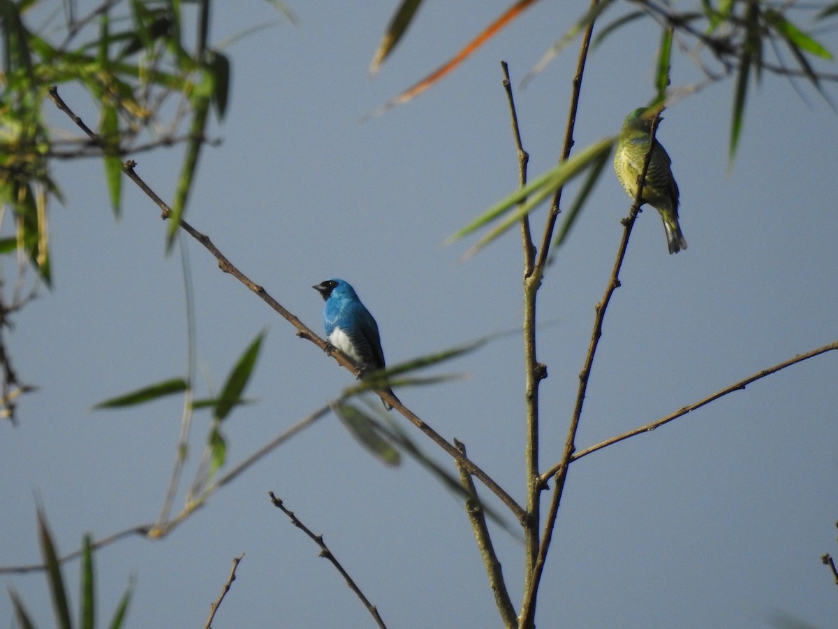 Swallow Tanager - ML178685181