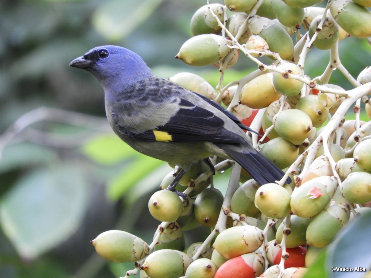 Yellow-winged Tanager - ML178685891