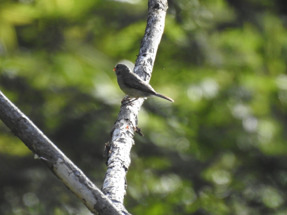 Gray Seedeater - ML178685971