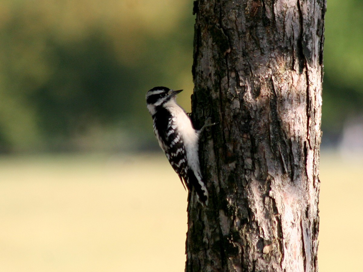 Downy Woodpecker - Sherry Plessner