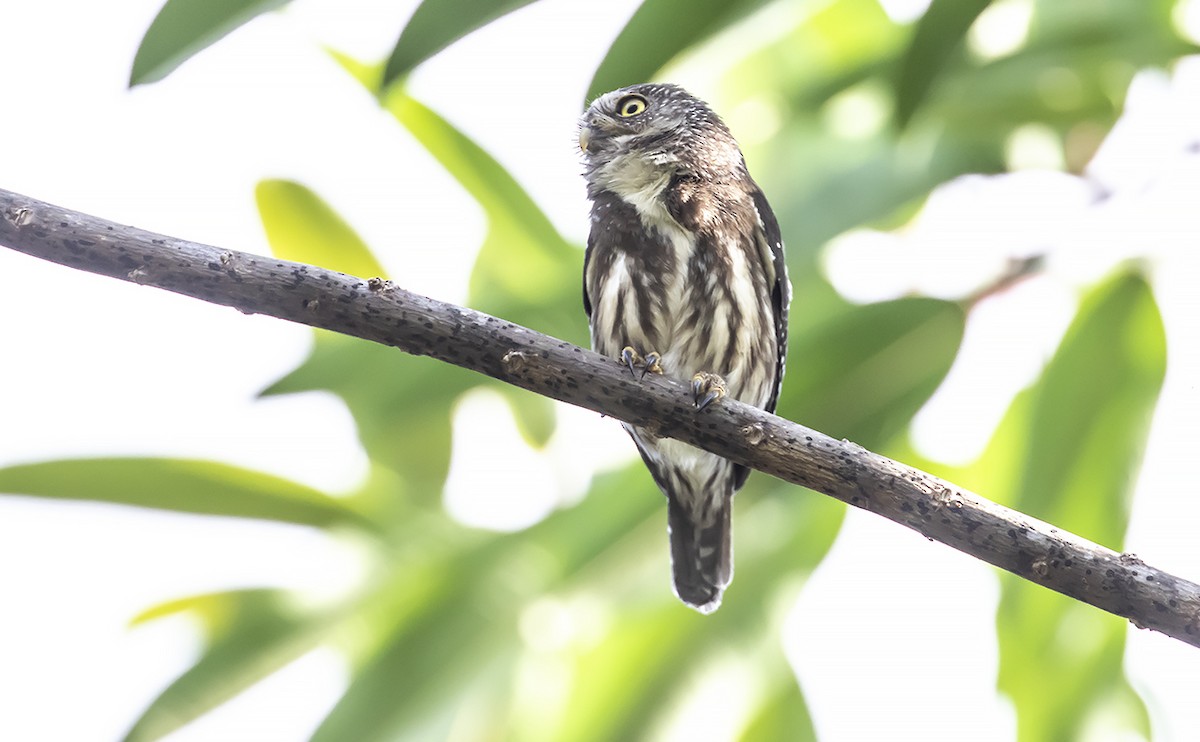 Ferruginous Pygmy-Owl - Andrés Posada