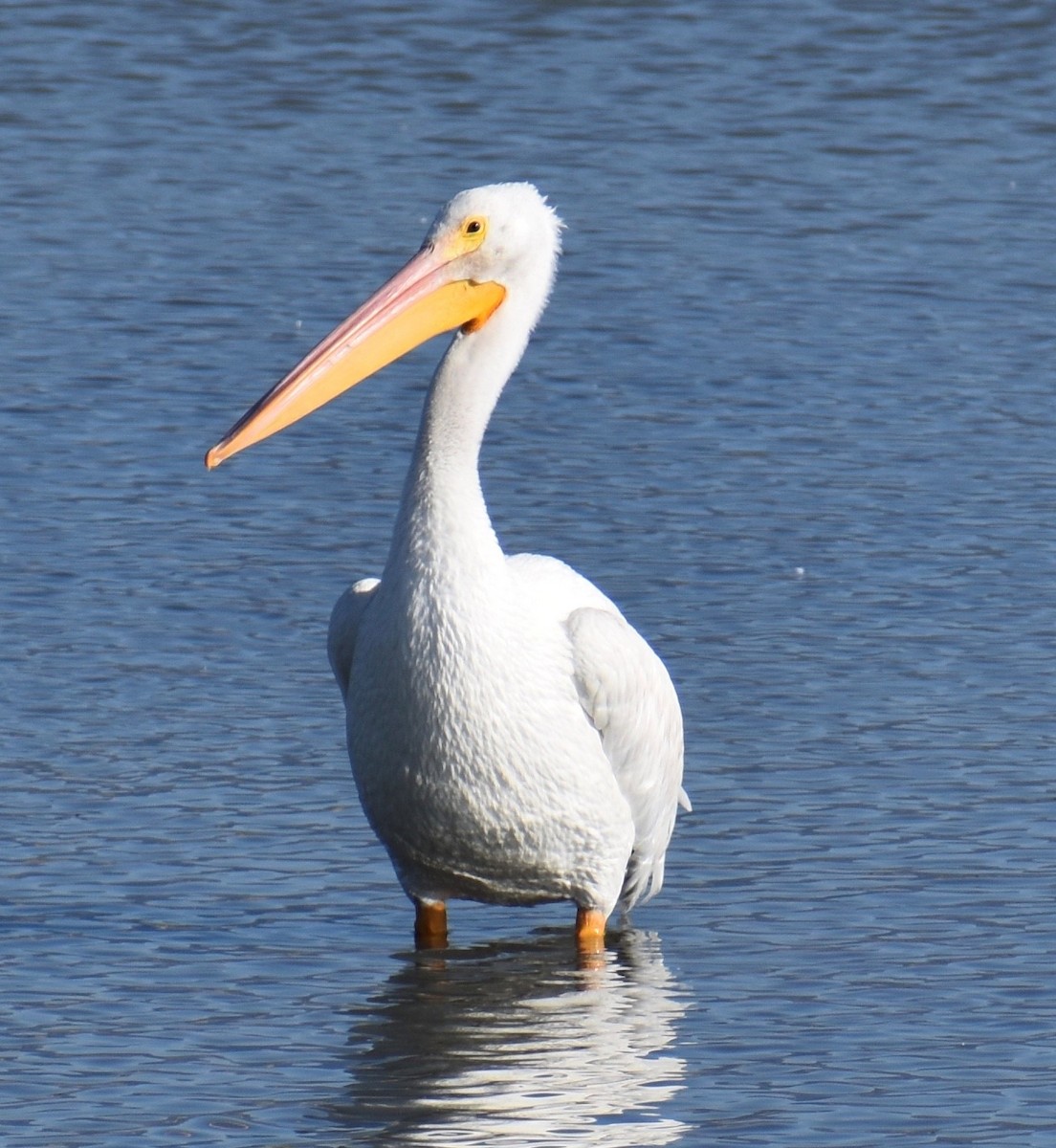 American White Pelican - Kyle Fisher