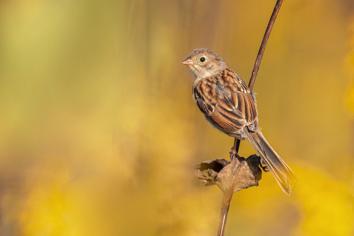 Field Sparrow - ML178691461