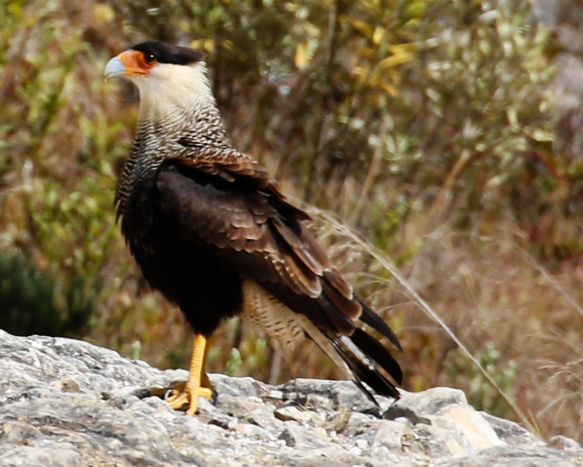 Crested Caracara (Southern) - ML178694331