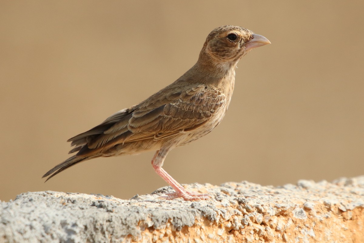 Ashy-crowned Sparrow-Lark - ML178695501