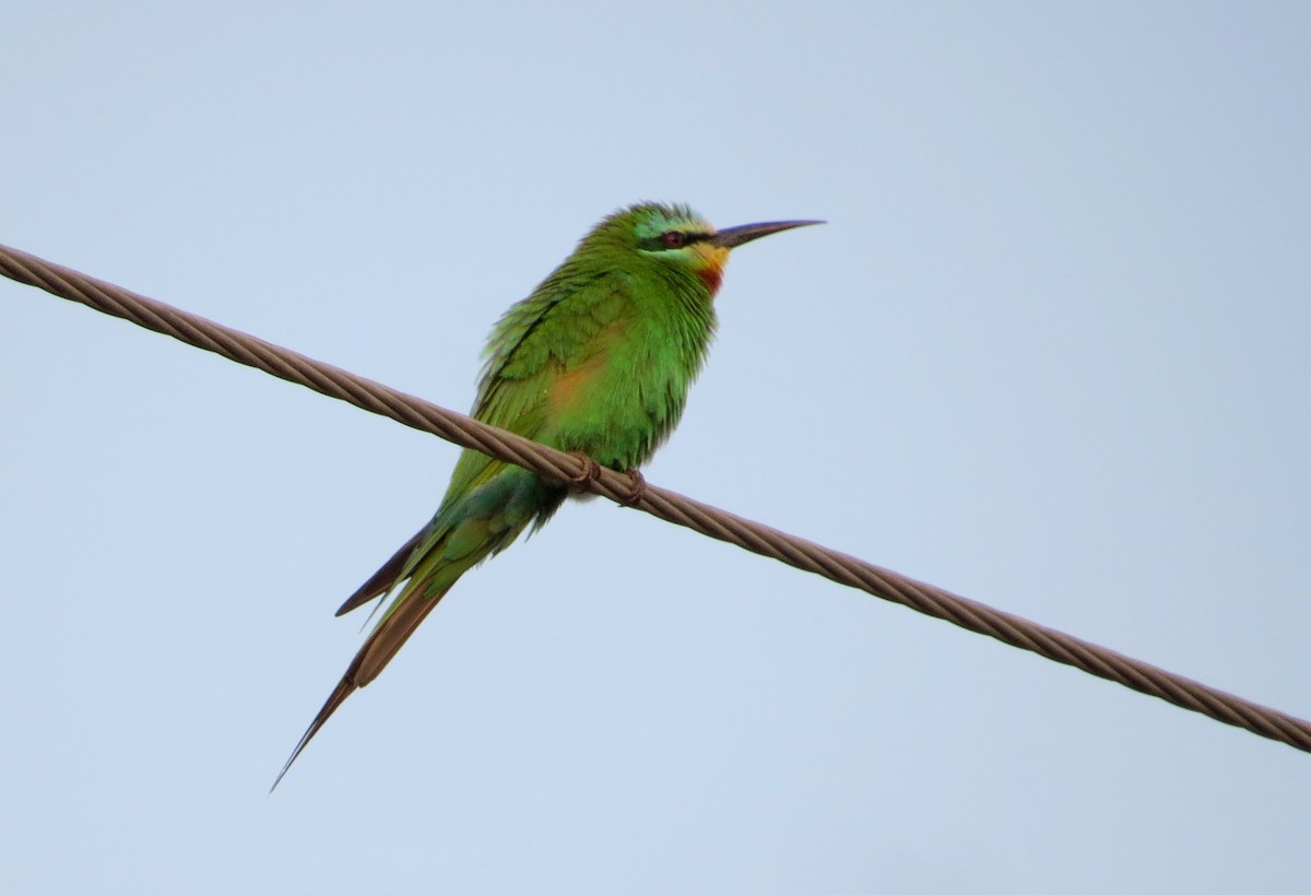 Blue-cheeked Bee-eater - Madhu Gupta
