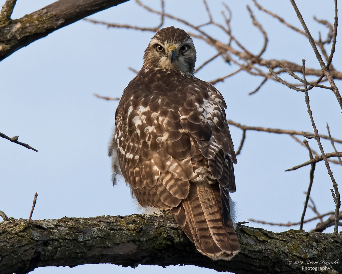 Red-tailed Hawk - Lorri Howski 🦋