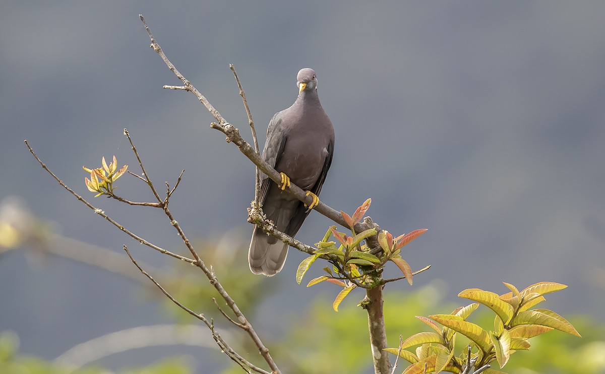 Band-tailed Pigeon - Andrés Posada