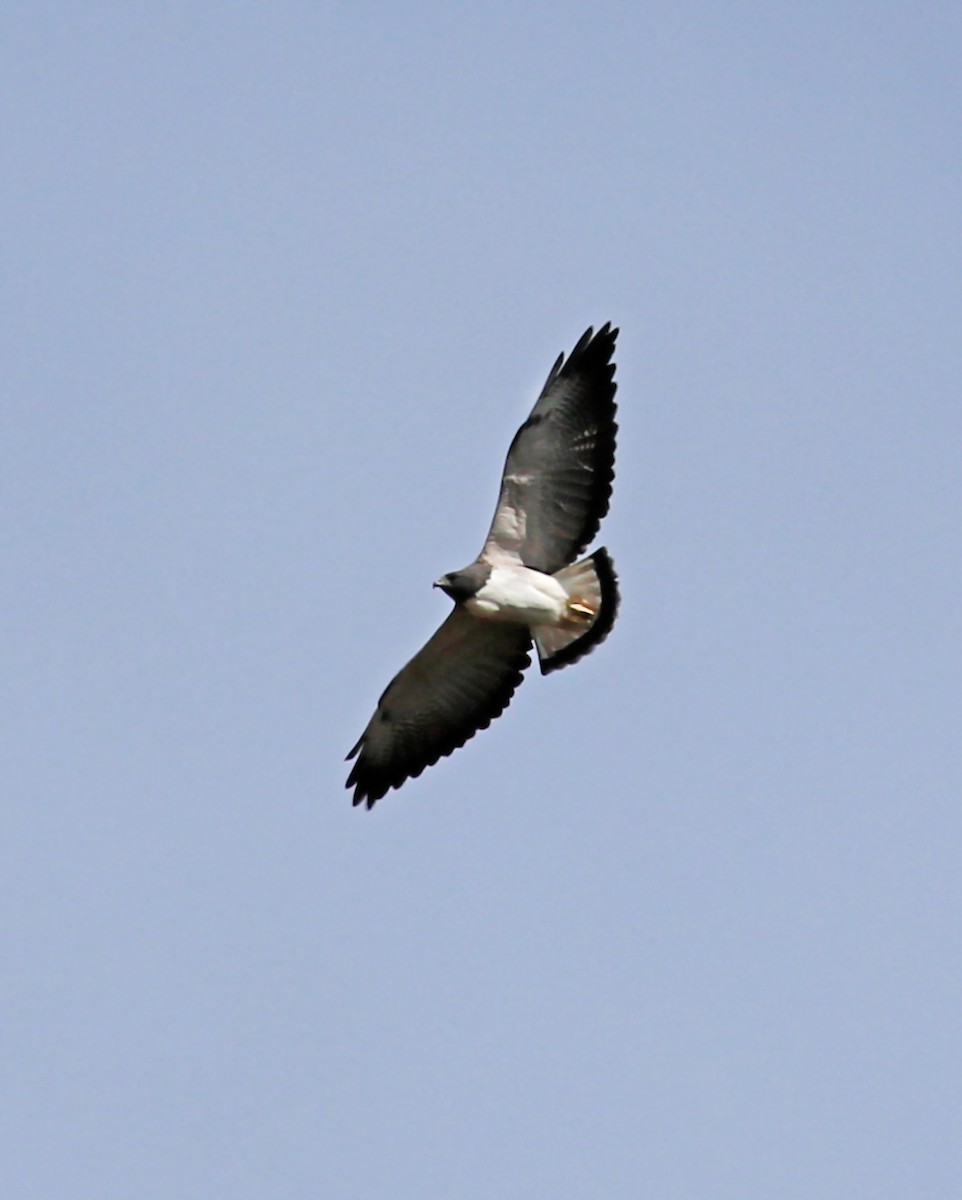 White-tailed Hawk - ML178697011