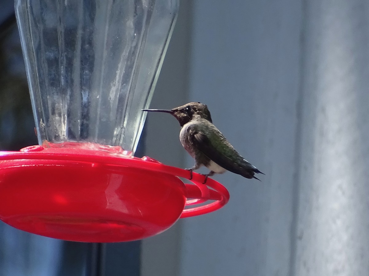 Black-chinned Hummingbird - Jeffrey Roth