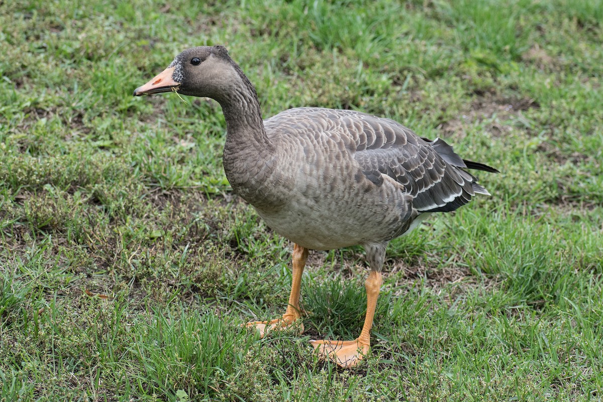 Greater White-fronted Goose - ML178698631
