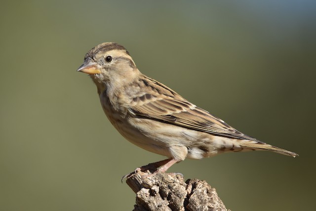 Rock Sparrow - eBird