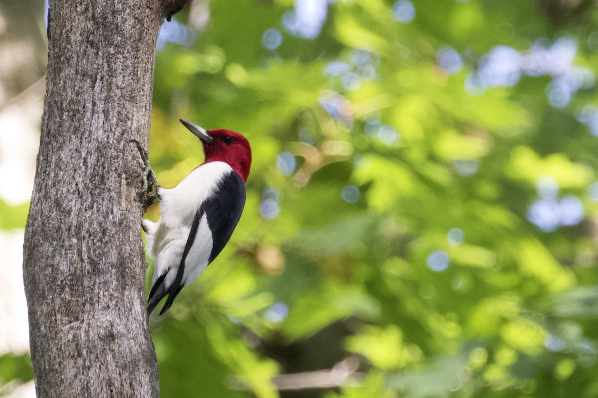 Red-headed Woodpecker - ML178704151