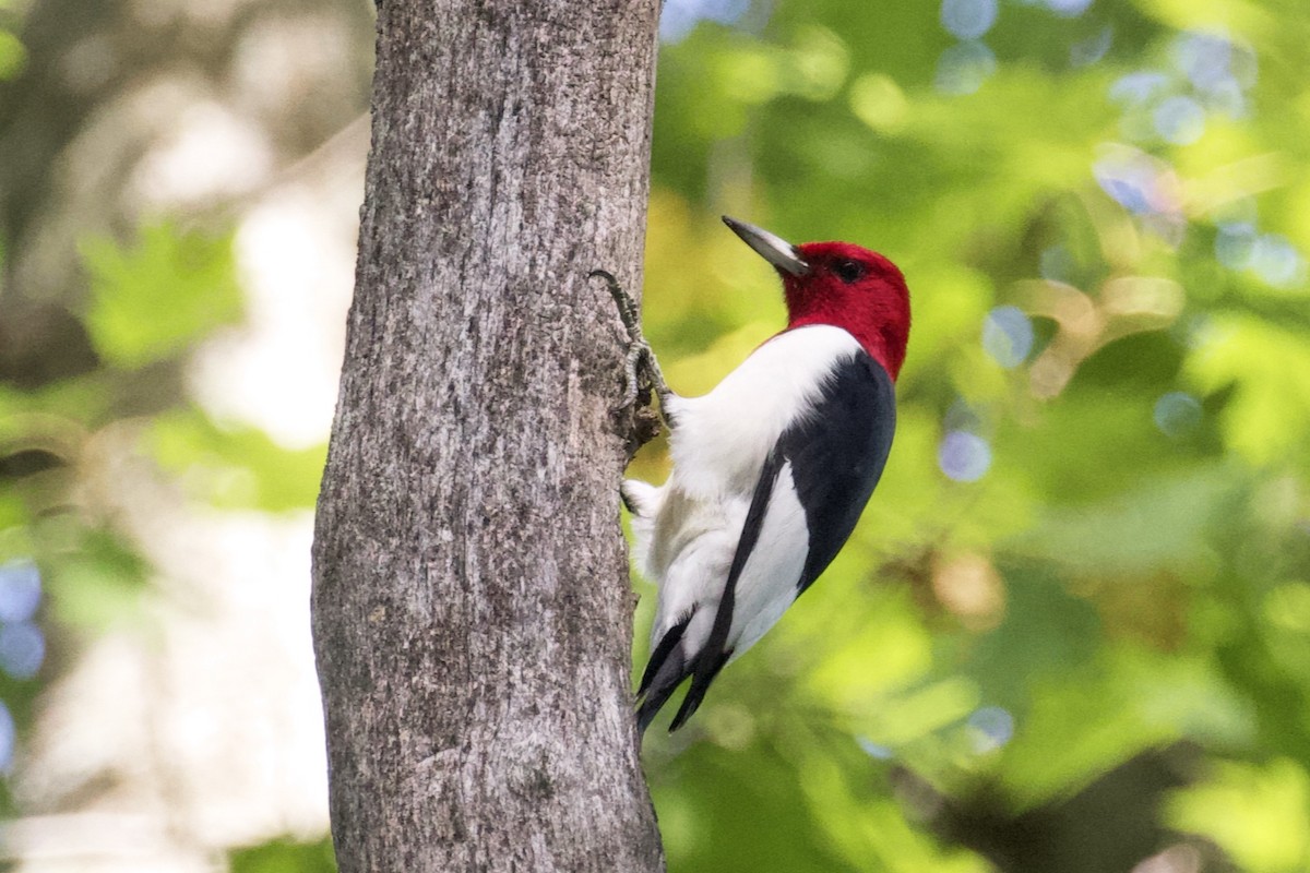 Red-headed Woodpecker - ML178704161