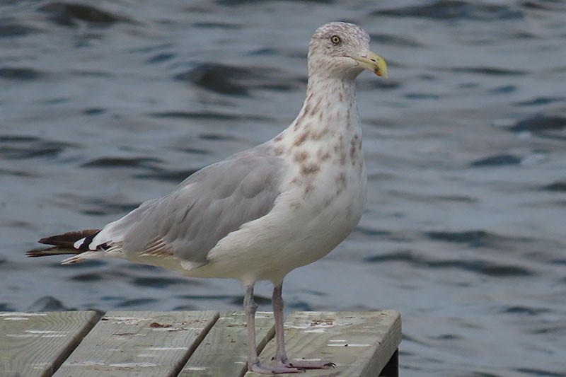 Herring Gull - Karen Lebing
