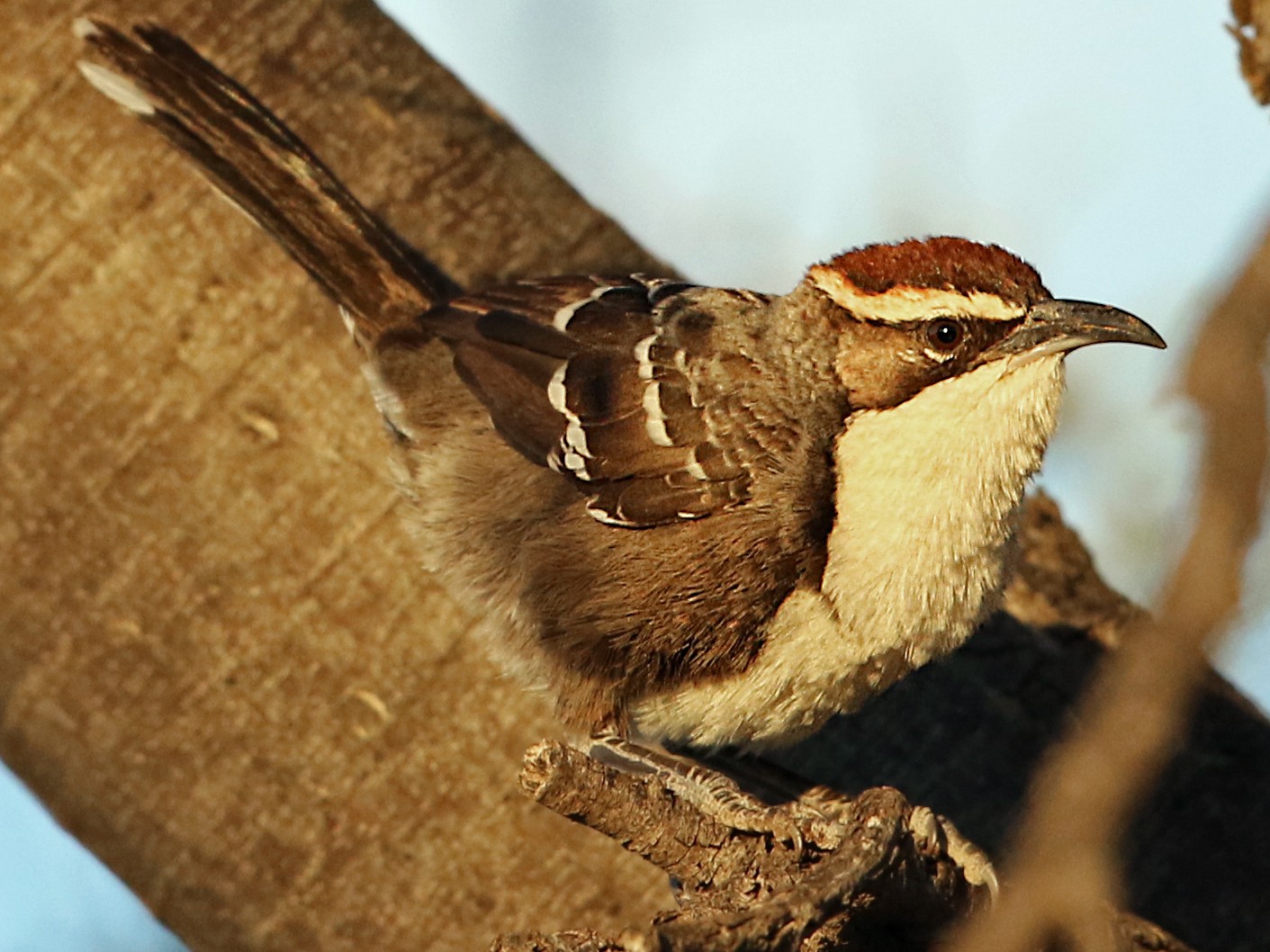 Chestnut-crowned Babbler - Luke Seitz