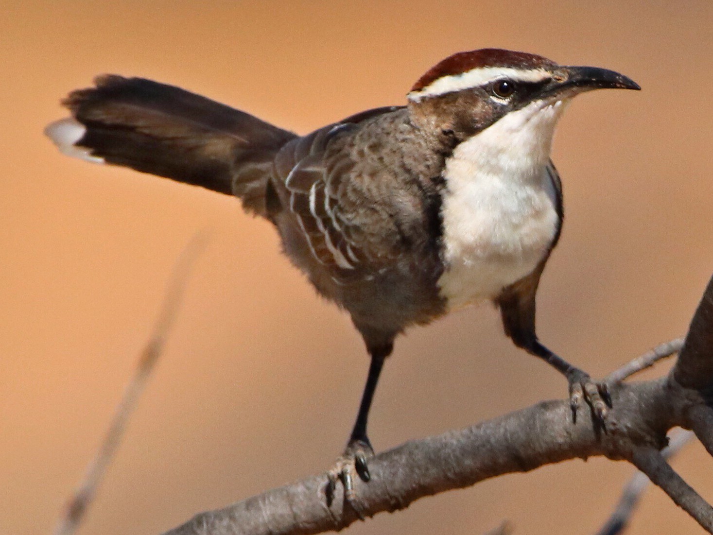 Chestnut-crowned Babbler - Indra Bone