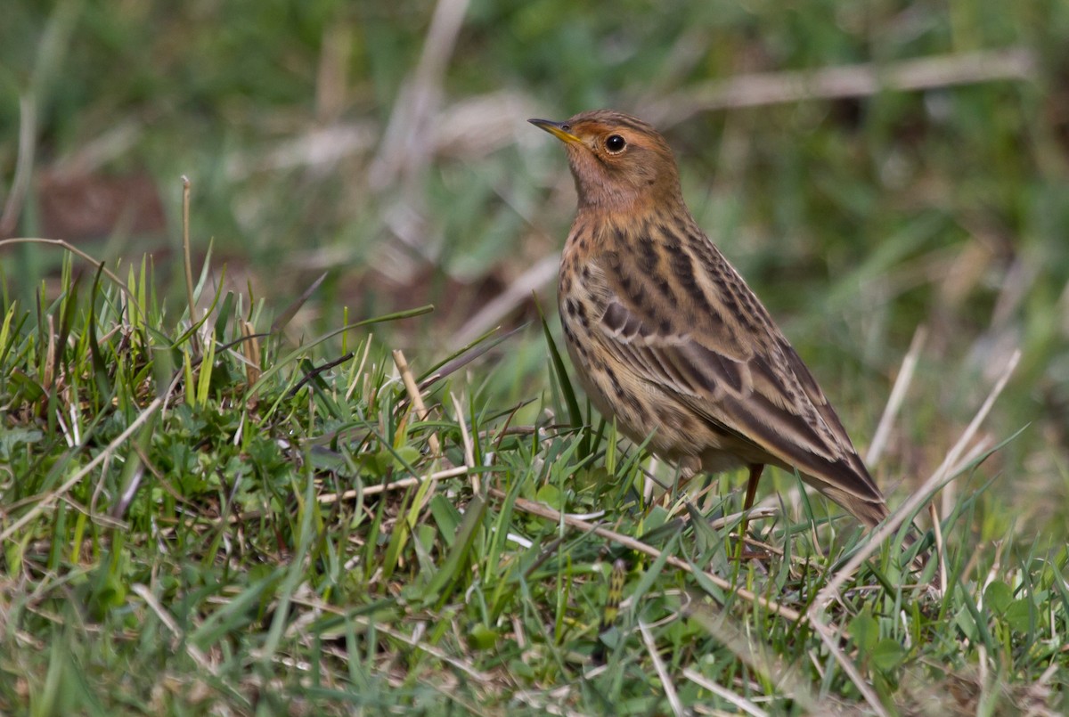 Red-throated Pipit - Tom Bedford