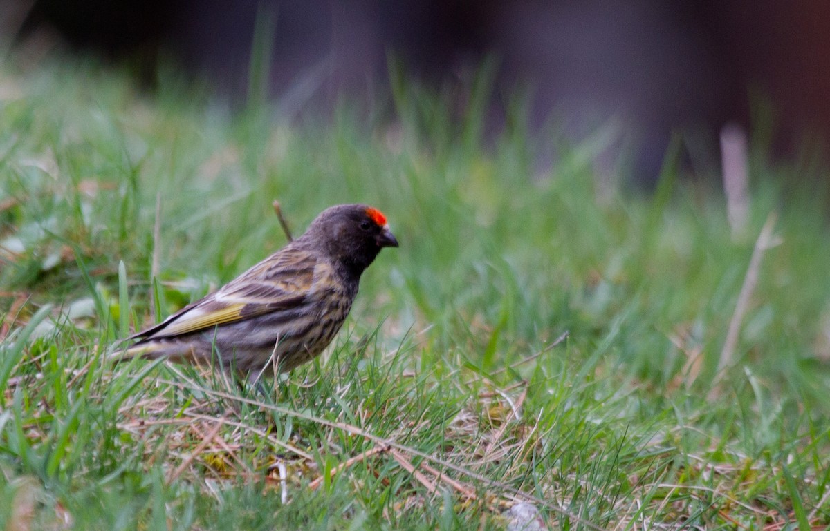 Fire-fronted Serin - ML178723171