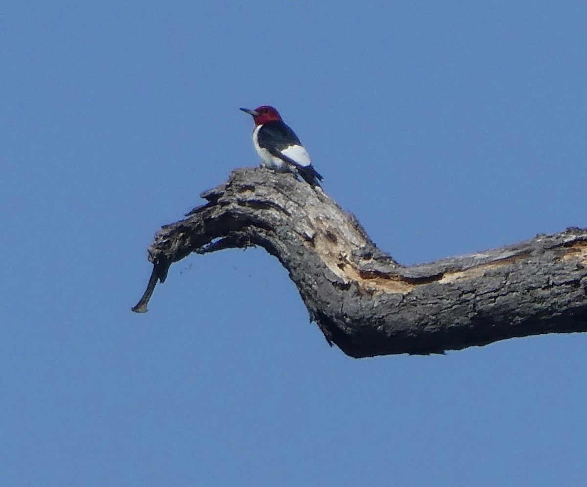 Red-headed Woodpecker - kim nordquest