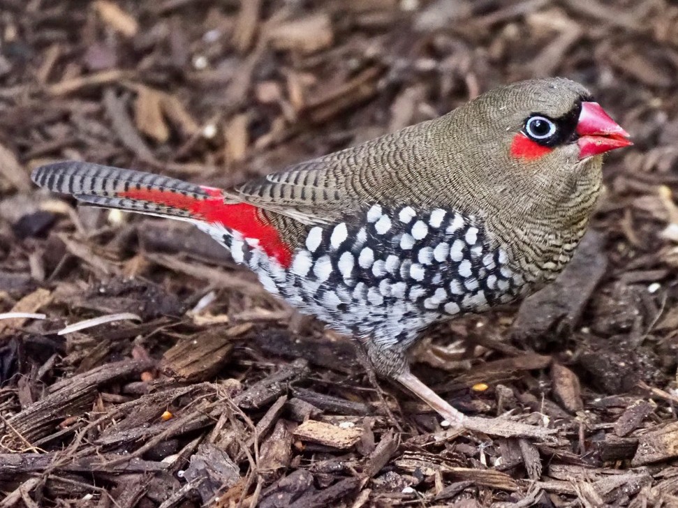 Red-eared Firetail - eBird