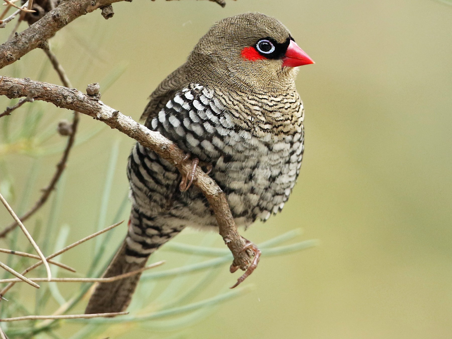 Red-eared Firetail - eBird