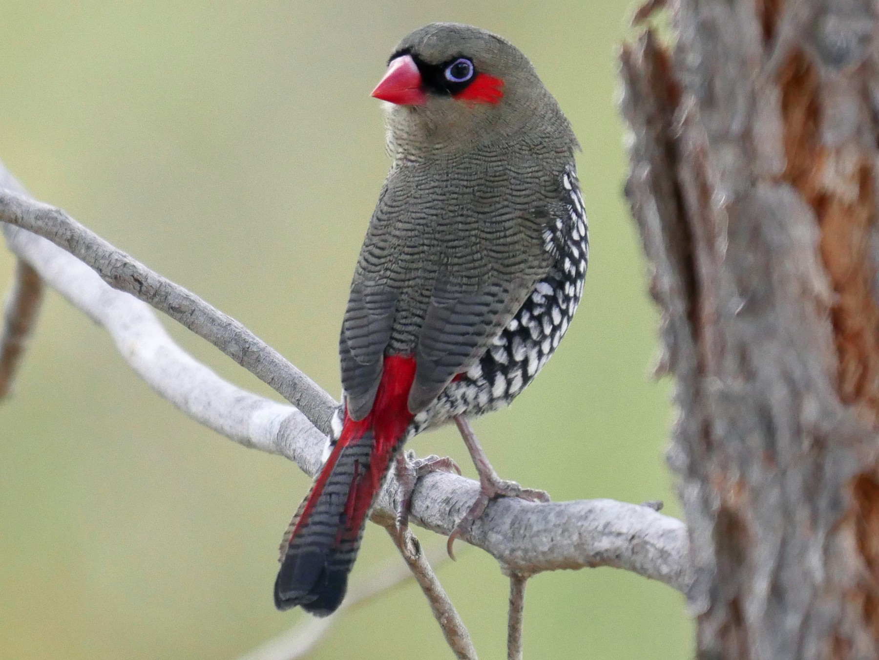 Red-eared Firetail - Peter Lowe