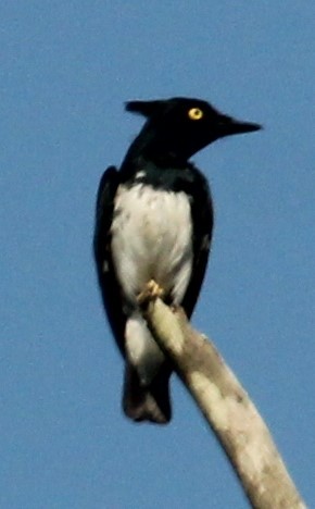 Black-and-white Shrike-flycatcher - Stratton Hatfield