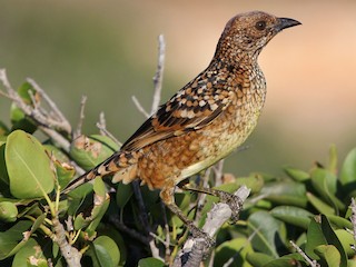  - Western Bowerbird