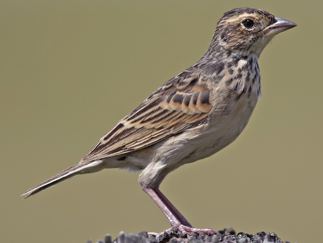 Singing Bushlark (Australasian) - Mat Gilfedder