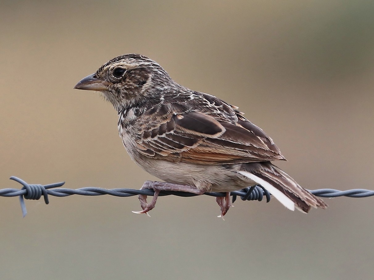 Singing Bushlark (Australasian) eBird