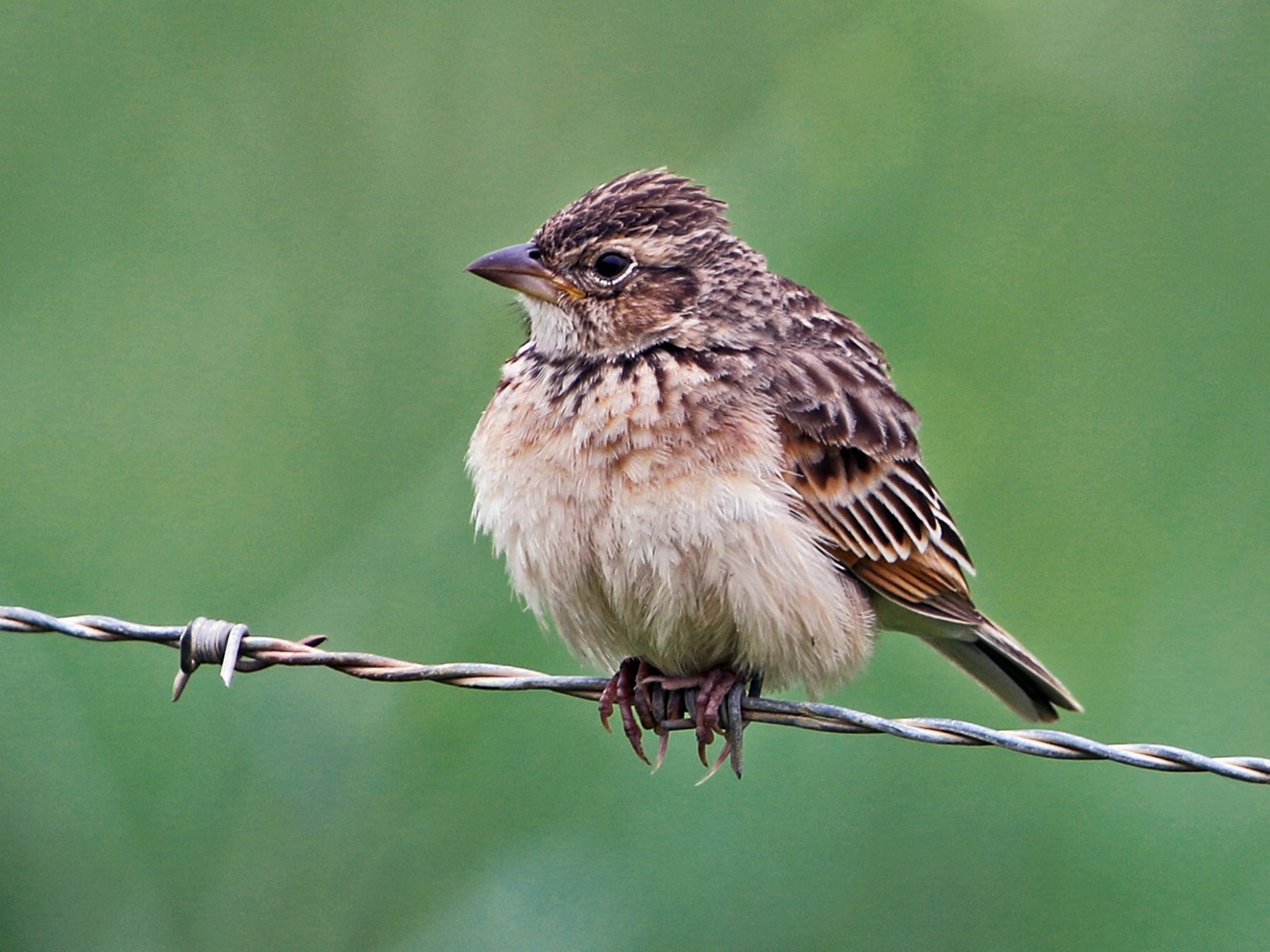 Singing Bushlark (Australasian) eBird