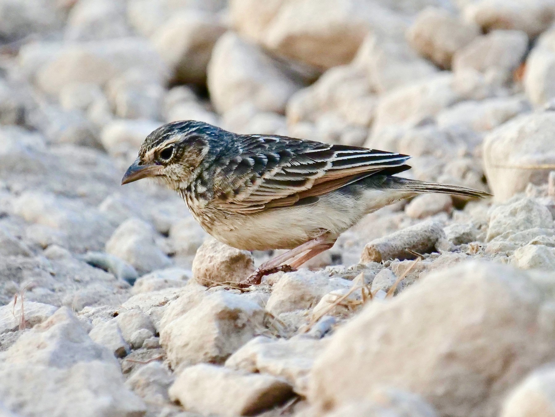 Australasian Bushlark eBird