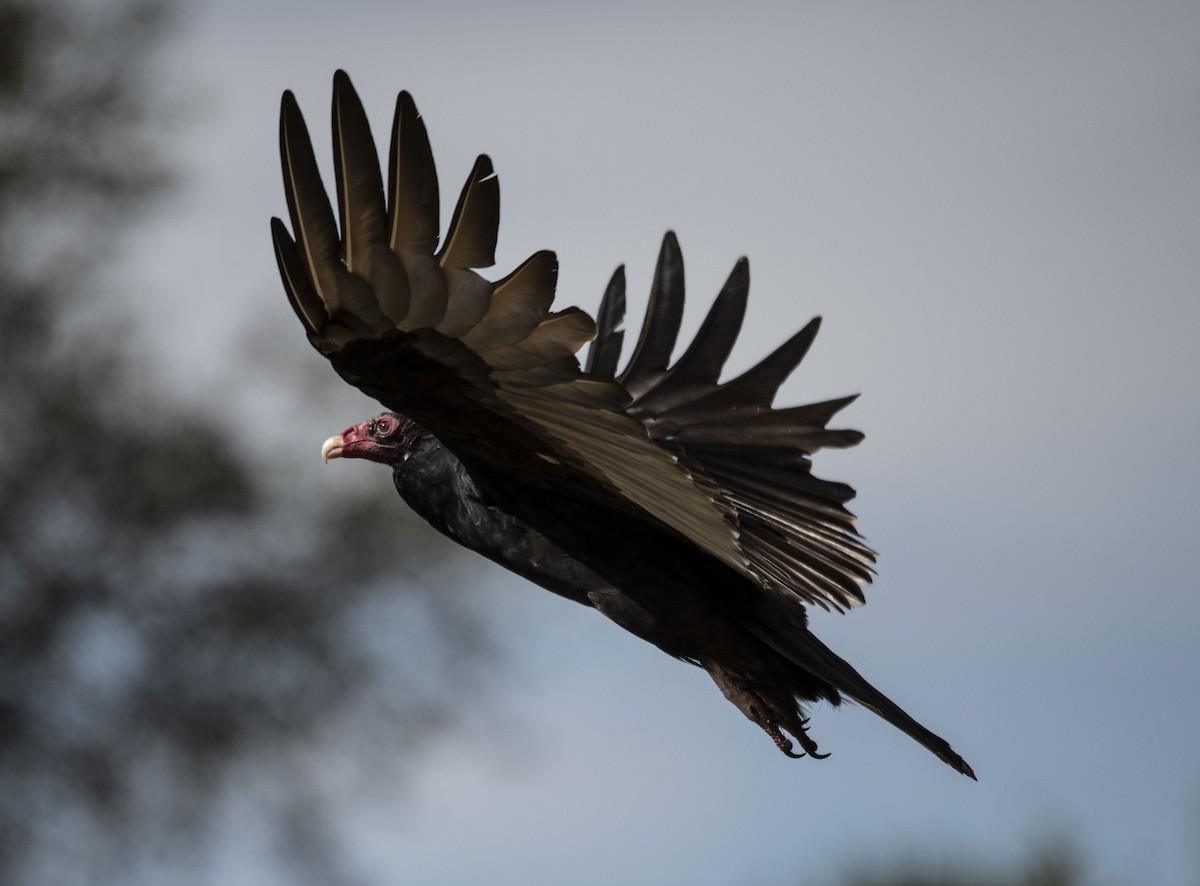 Turkey Vulture - Anthony Tuck