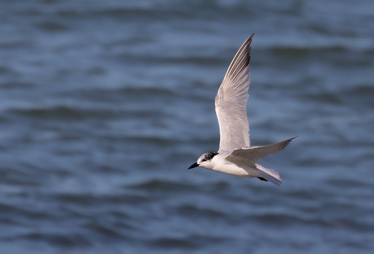 Gull-billed Tern - Suzanne Labbé