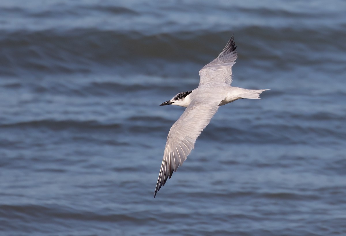 Gull-billed Tern - ML178729251