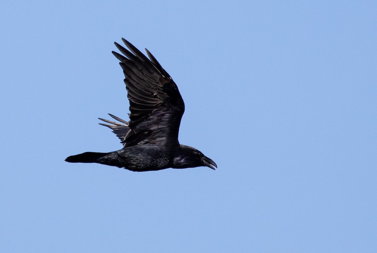 Common Raven - ML178729381