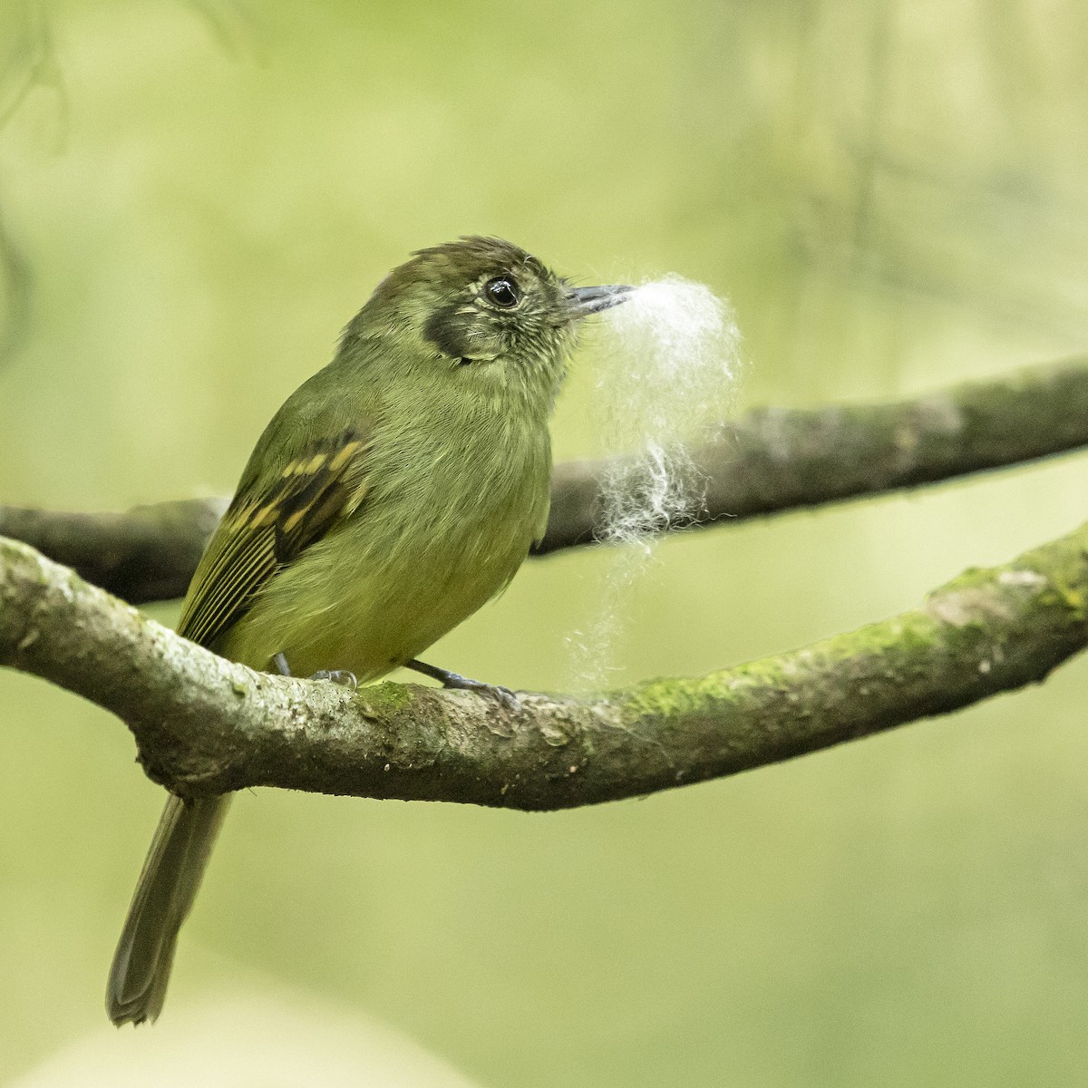 Sepia-capped Flycatcher - Luis Marcelo Figueiroa Andrade