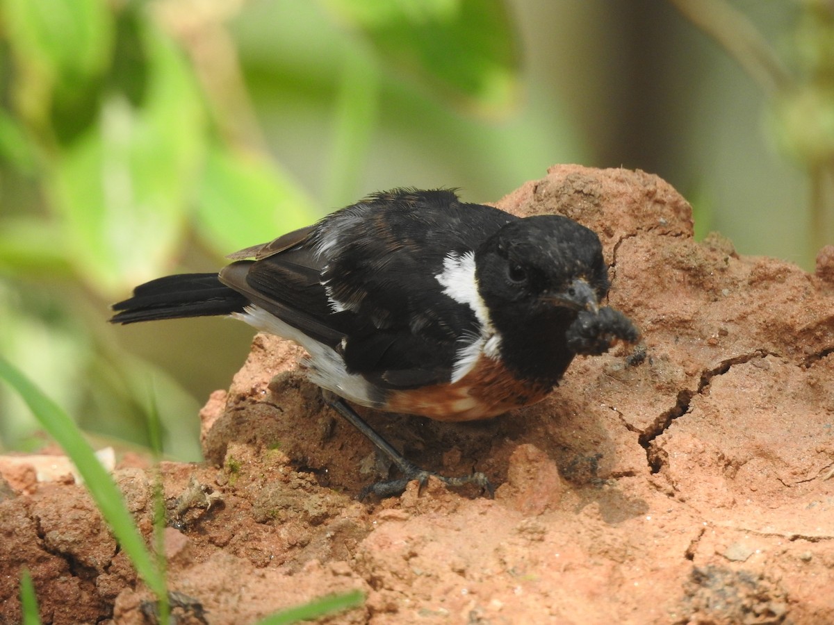 African Stonechat - ML178738831