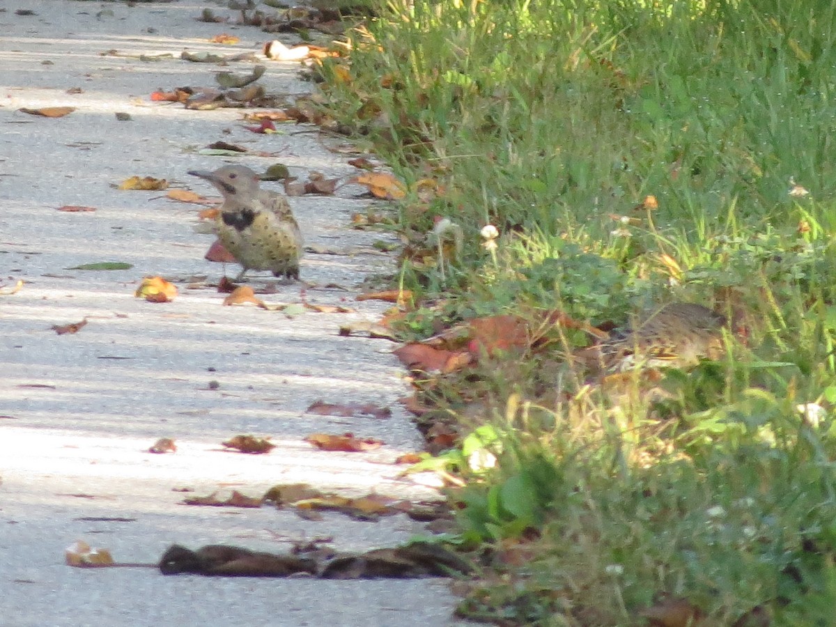 Northern Flicker (Yellow-shafted) - ML178744101