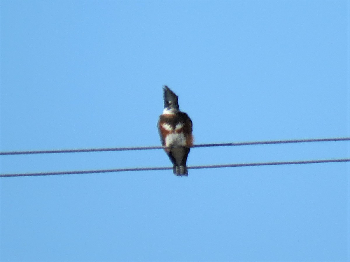 Belted Kingfisher - ML178745981