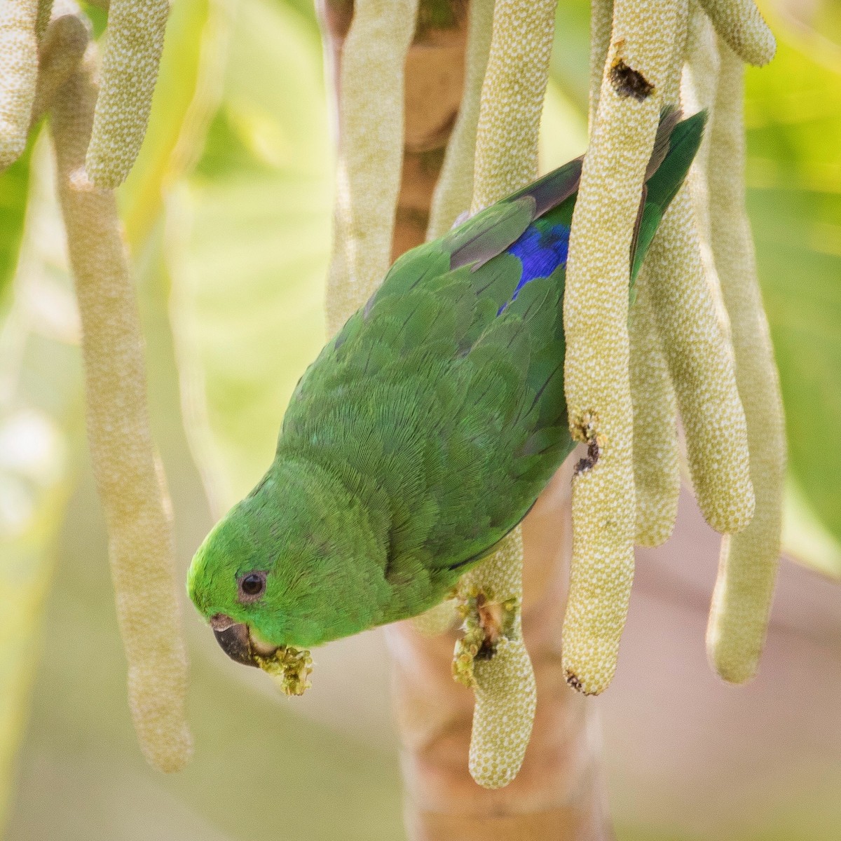 Скромный воробьиный попугайчик (sclateri) - ML178748321