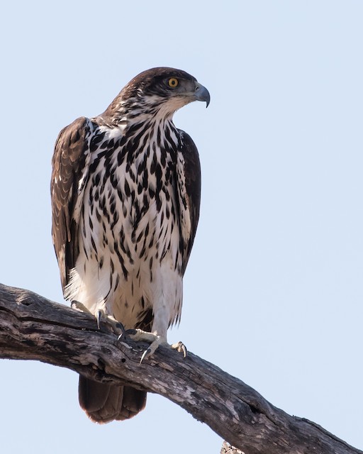 モモジロクマタカ Ebird