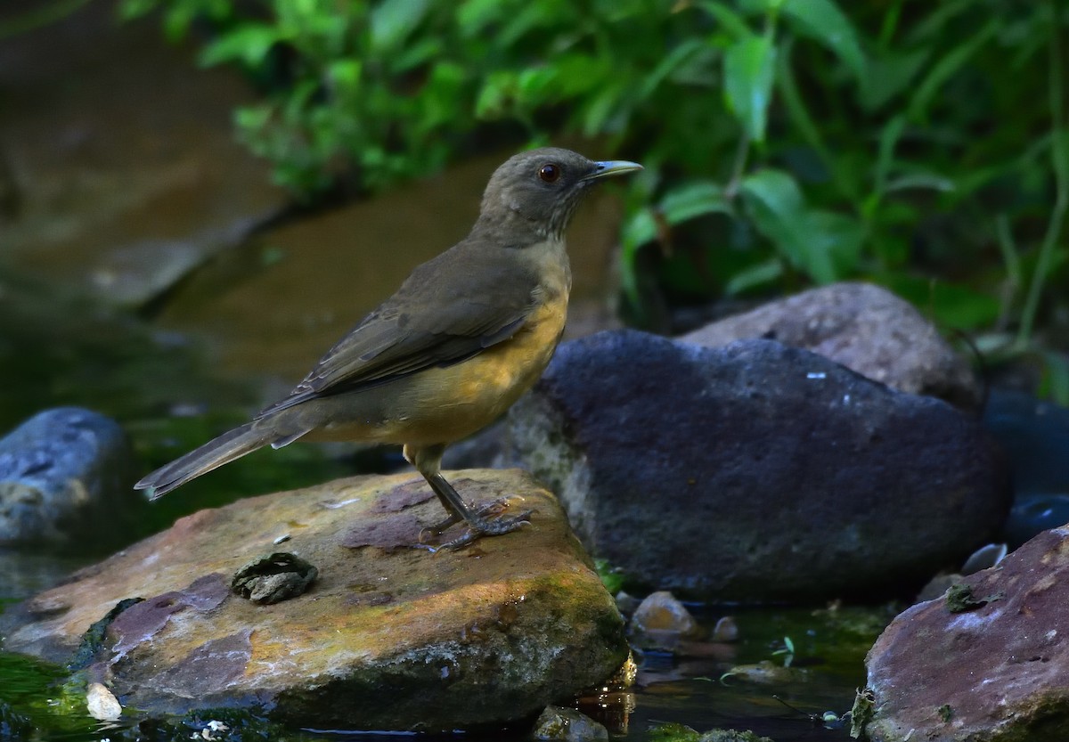 Clay-colored Thrush - Ad Konings